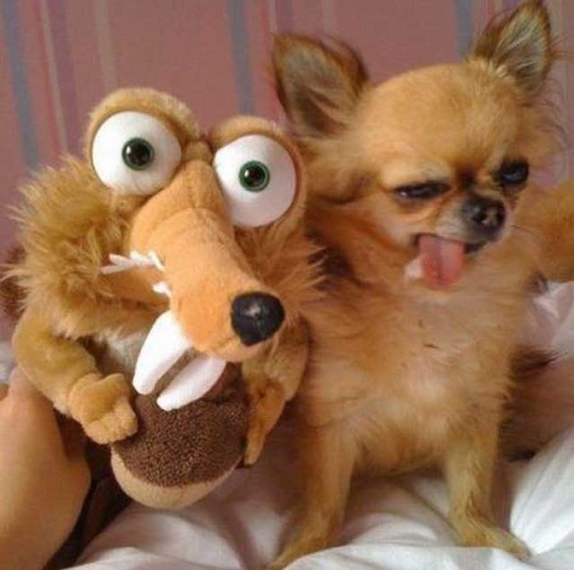 12 photos that prove our pets are adorable