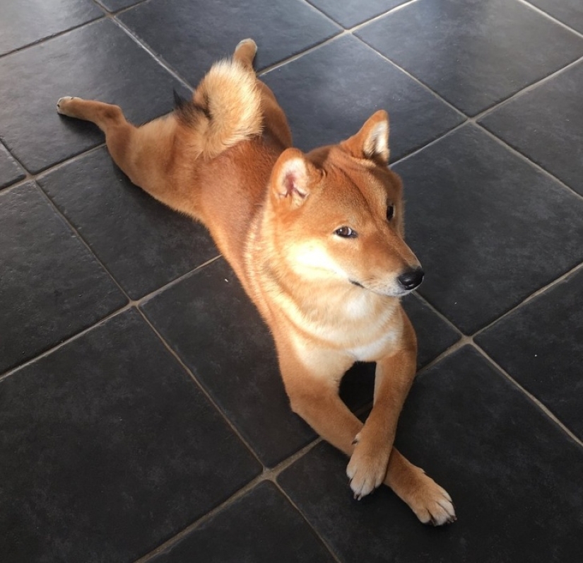 12 photos that prove our pets are adorable