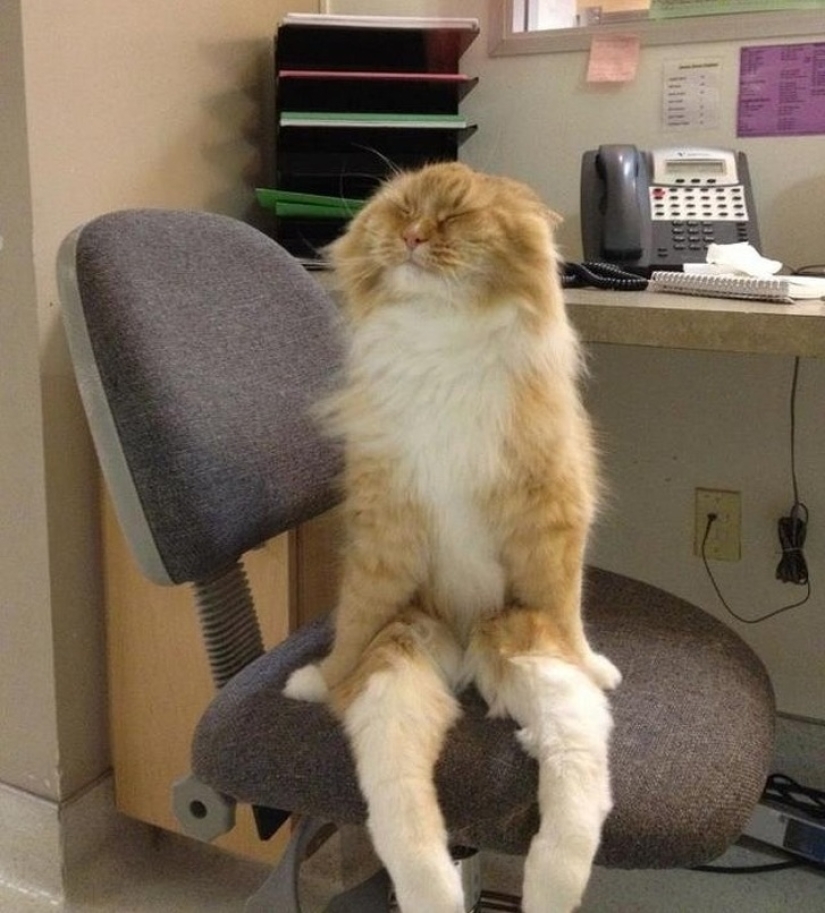 12 photos that prove our pets are adorable