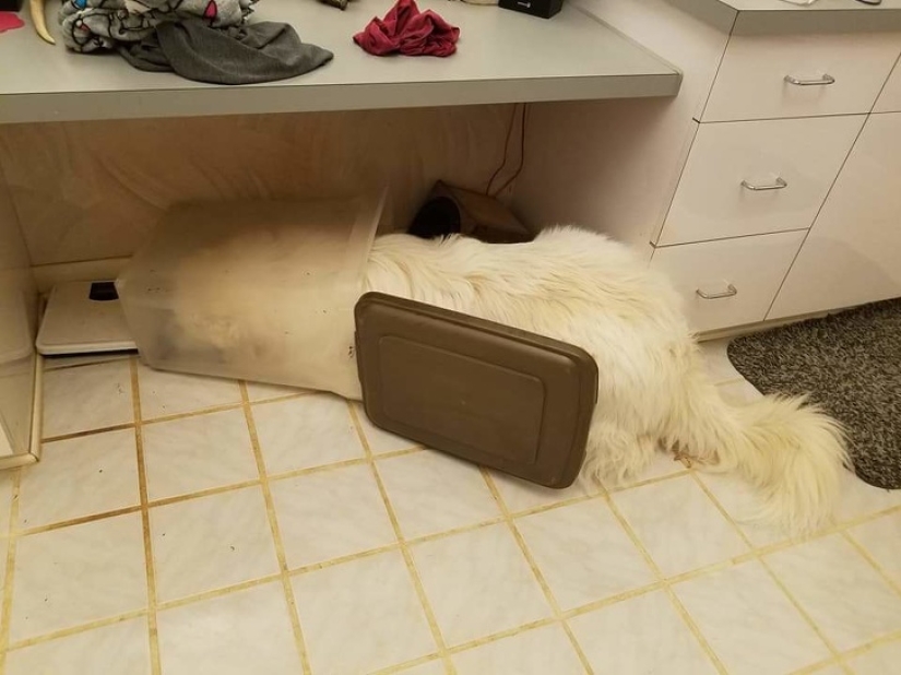 12 photos that prove our pets are adorable
