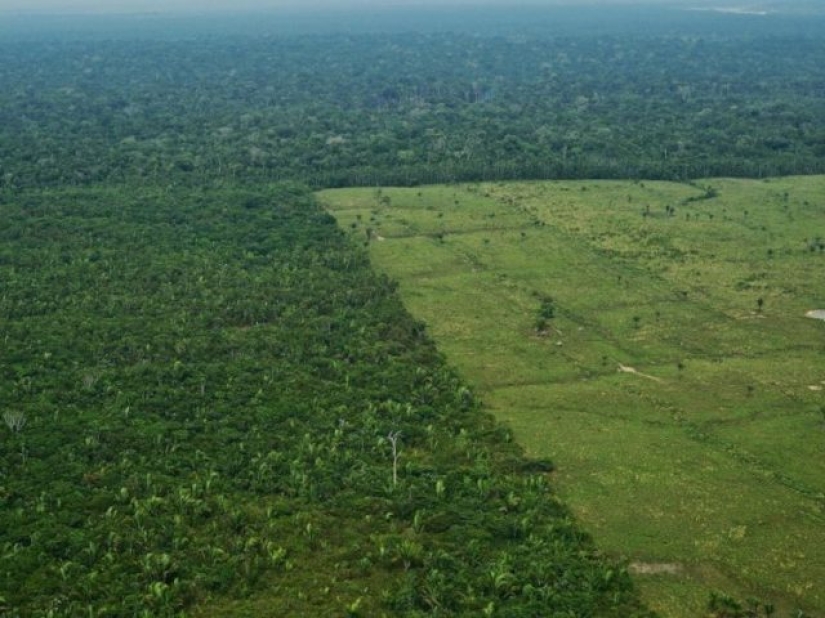 12 photos that show how humans have changed the world's forests