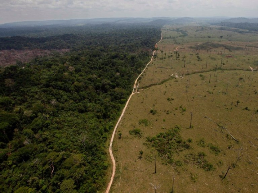 12 photos that show how humans have changed the world's forests
