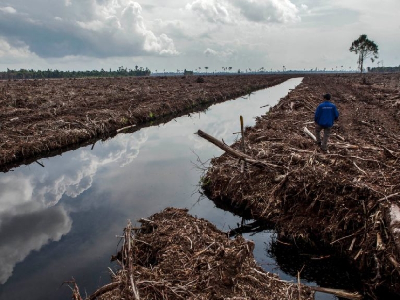 12 photos that show how humans have changed the world's forests