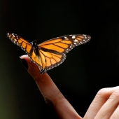 12 Signs We're In The Middle Of The 6th Mass Extinction