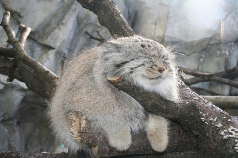 12 tipos de gatos salvajes que no conocías 12 tipos de gatos salvajes que no conocías