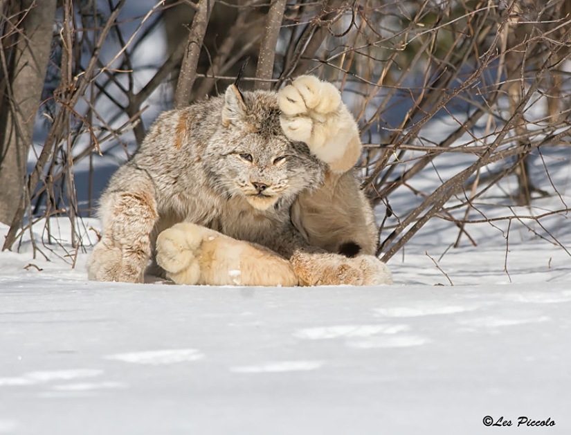 12 tipos de gatos salvajes que no conocías 12 tipos de gatos salvajes que no conocías