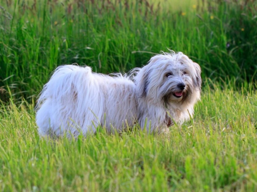 13 dog breeds that are hypoallergenic 13 dog breeds that are hypoallergenic