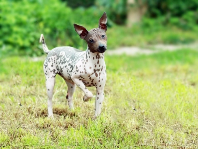 13 dog breeds that are hypoallergenic 13 dog breeds that are hypoallergenic