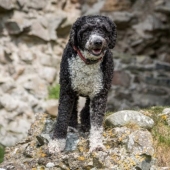 13 dog breeds that are hypoallergenic