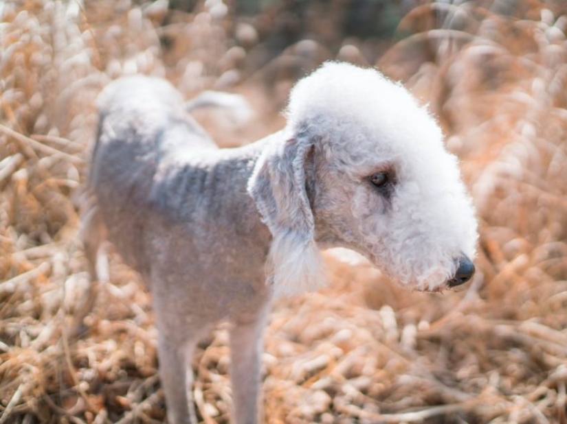 13 dog breeds that are hypoallergenic 13 dog breeds that are hypoallergenic