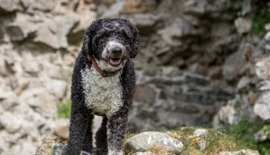 13 dog breeds that are hypoallergenic 13 dog breeds that are hypoallergenic