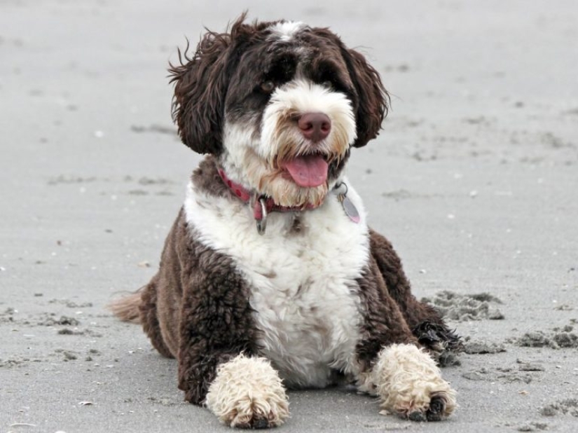 13 dog breeds that are hypoallergenic 13 dog breeds that are hypoallergenic