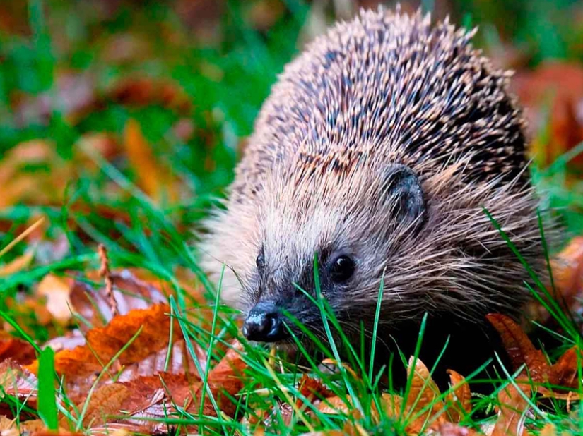 13 Gypsy Facts That Will Surprise You 13 Gypsy Facts That Will Surprise You