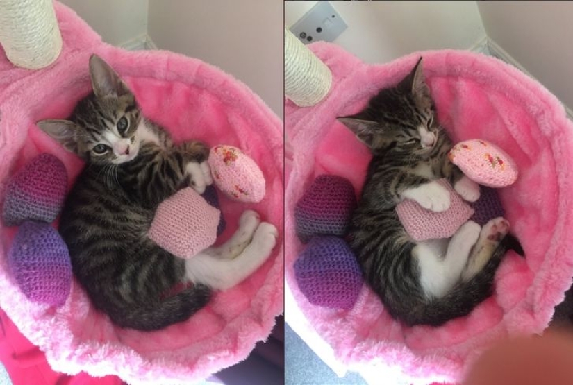 13 mascotas que aman sus juguetes más que nada 13 mascotas que aman sus juguetes más que nada