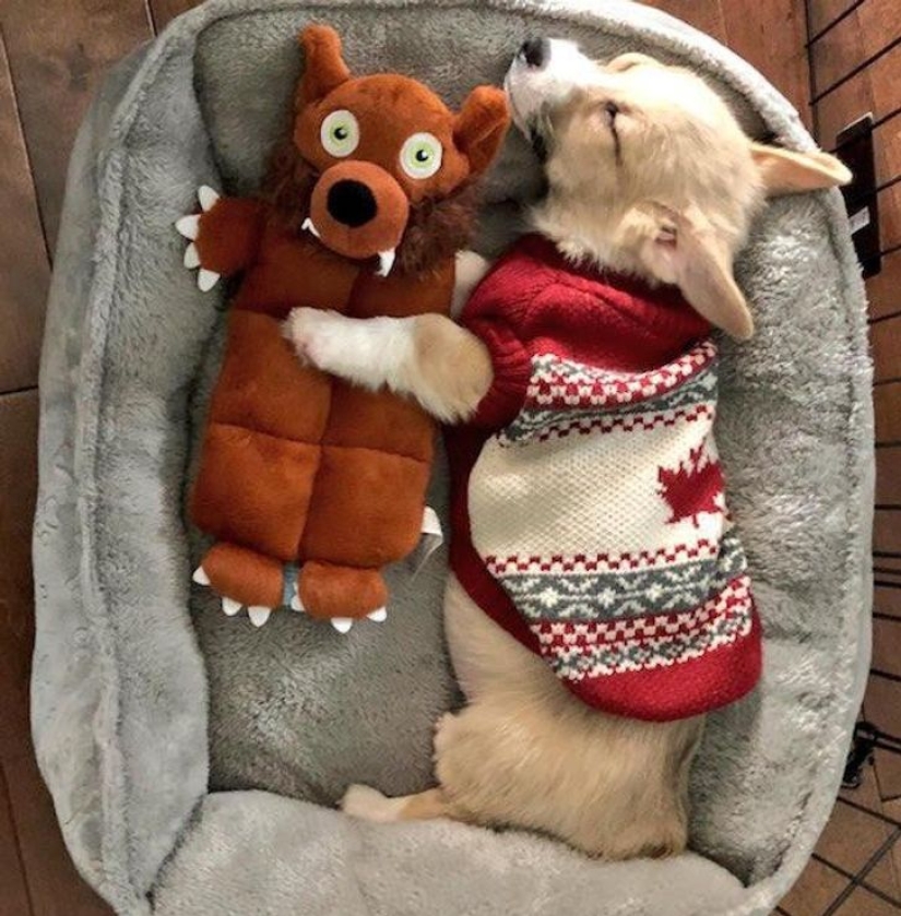 13 mascotas que aman sus juguetes más que nada 13 mascotas que aman sus juguetes más que nada