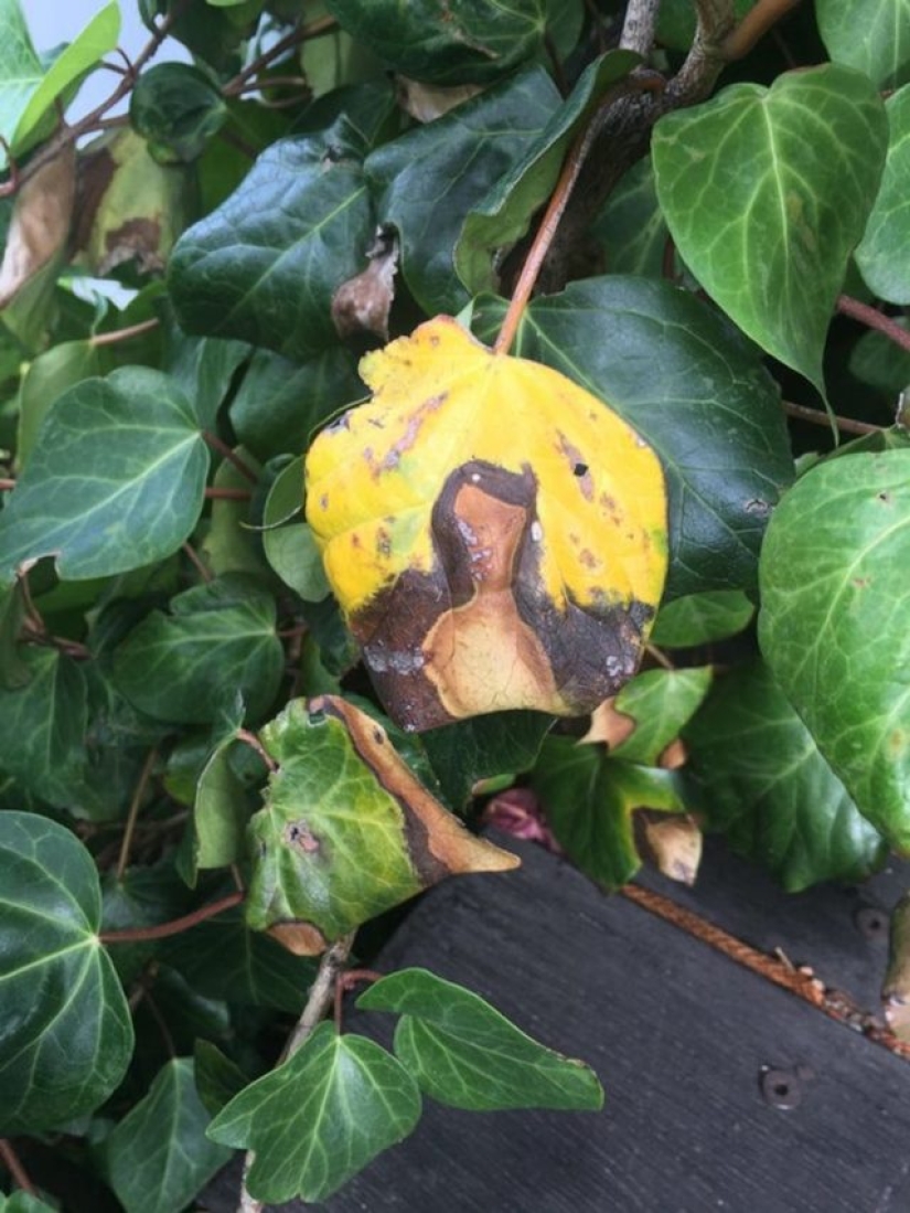 13 Objects That Unexpectedly Showed Their True Face 13 Objects That Unexpectedly Showed Their True Face