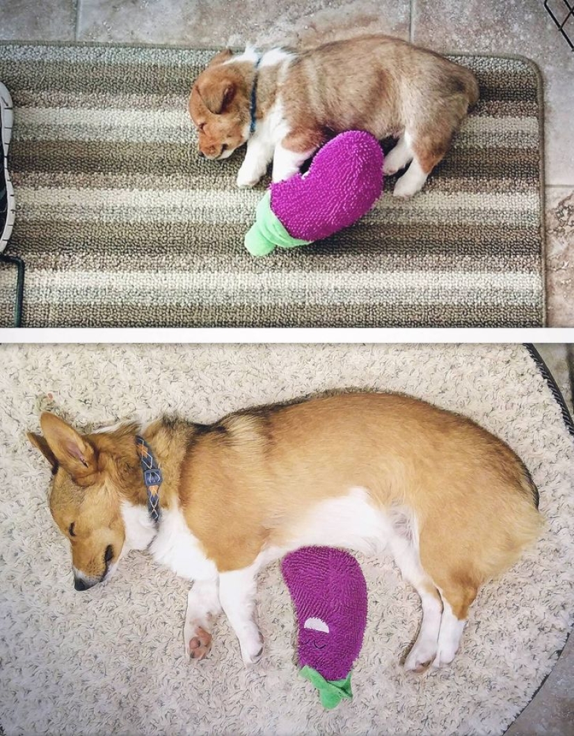 13 Pets Who Love Their Toys More Than Anything 13 Pets Who Love Their Toys More Than Anything