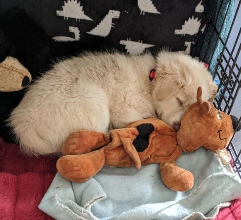 13 Pets Who Love Their Toys More Than Anything 13 Pets Who Love Their Toys More Than Anything