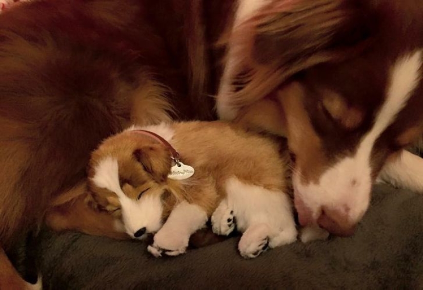 13 Pets Who Love Their Toys More Than Anything 13 Pets Who Love Their Toys More Than Anything