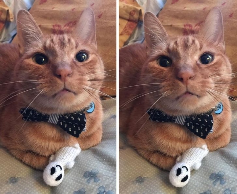 13 Pets Who Love Their Toys More Than Anything 13 Pets Who Love Their Toys More Than Anything