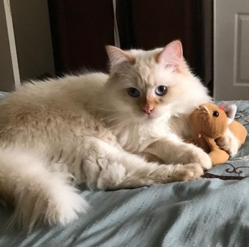 13 Pets Who Love Their Toys More Than Anything 13 Pets Who Love Their Toys More Than Anything