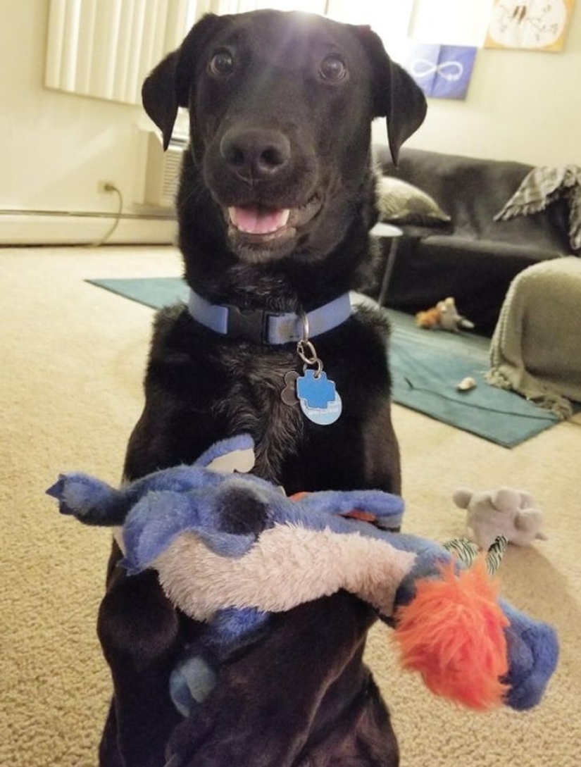 13 Pets Who Love Their Toys More Than Anything 13 Pets Who Love Their Toys More Than Anything