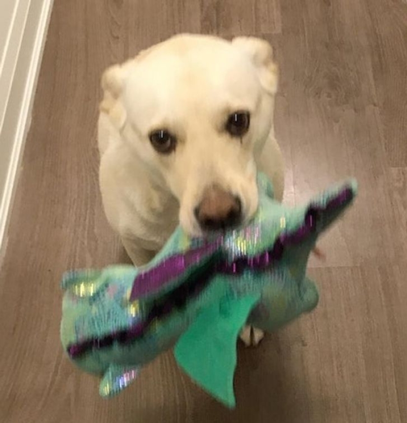 13 Pets Who Love Their Toys More Than Anything 13 Pets Who Love Their Toys More Than Anything