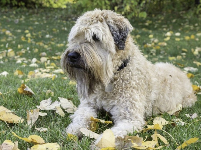 13 razas de perros que son hipoalergénicas 13 razas de perros que son hipoalergénicas