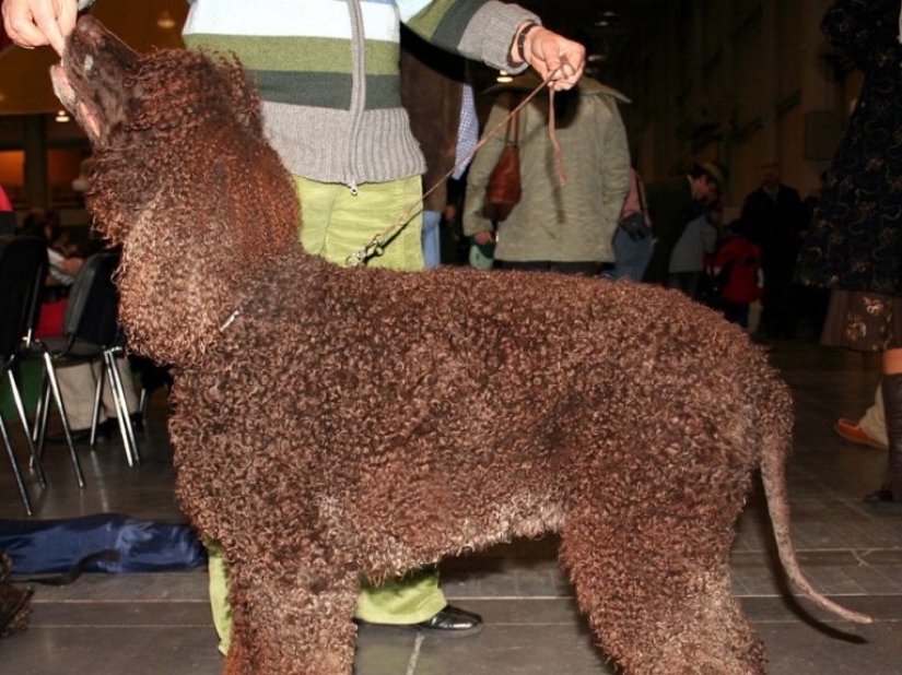 13 razas de perros que son hipoalergénicas 13 razas de perros que son hipoalergénicas