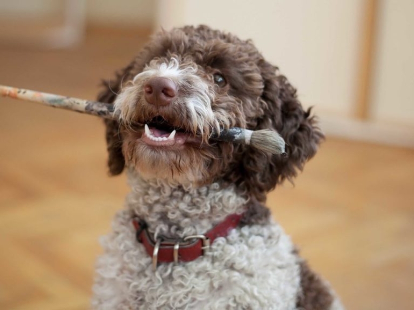 13 razas de perros que son hipoalergénicas 13 razas de perros que son hipoalergénicas