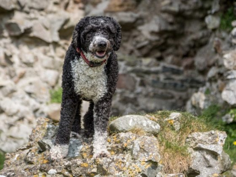 13 razas de perros que son hipoalergénicas 13 razas de perros que son hipoalergénicas