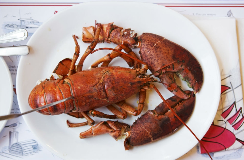 13 reglas de la corona británica que ni siquiera la reina puede romper 13 reglas de la corona británica que ni siquiera la reina puede romper