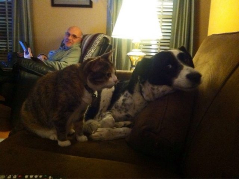 14 fotos divertidas de gatos y perros viviendo juntos 14 fotos divertidas de gatos y perros viviendo juntos