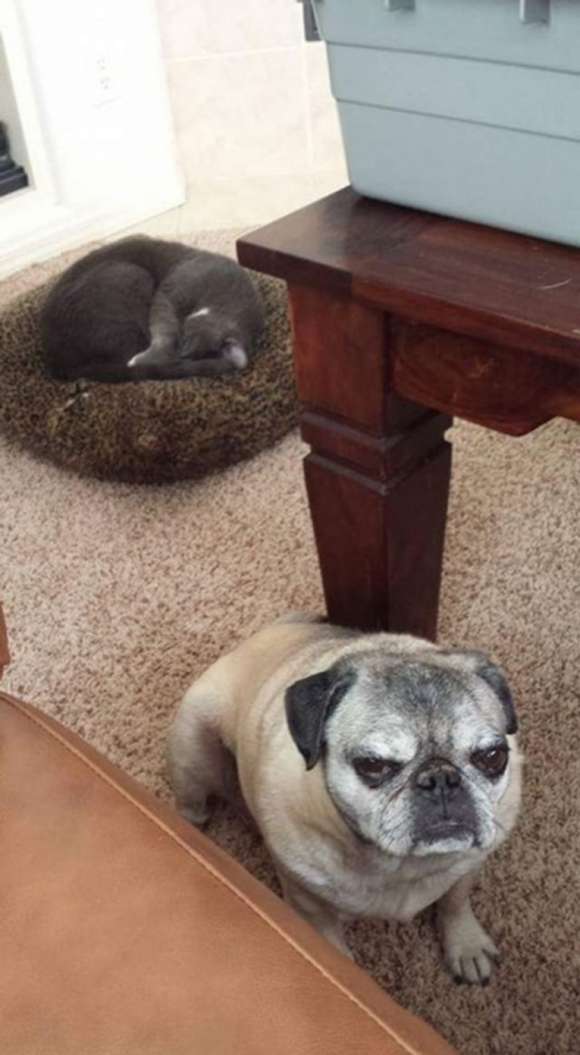 14 fotos divertidas de gatos y perros viviendo juntos 14 fotos divertidas de gatos y perros viviendo juntos