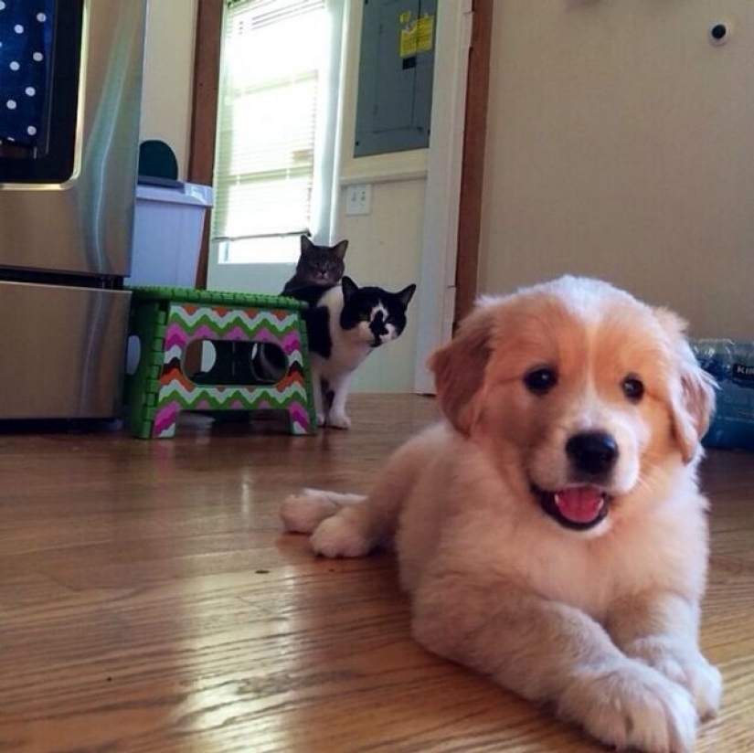 14 fotos divertidas de gatos y perros viviendo juntos 14 fotos divertidas de gatos y perros viviendo juntos