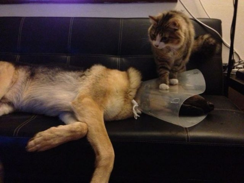 14 fotos divertidas de gatos y perros viviendo juntos 14 fotos divertidas de gatos y perros viviendo juntos