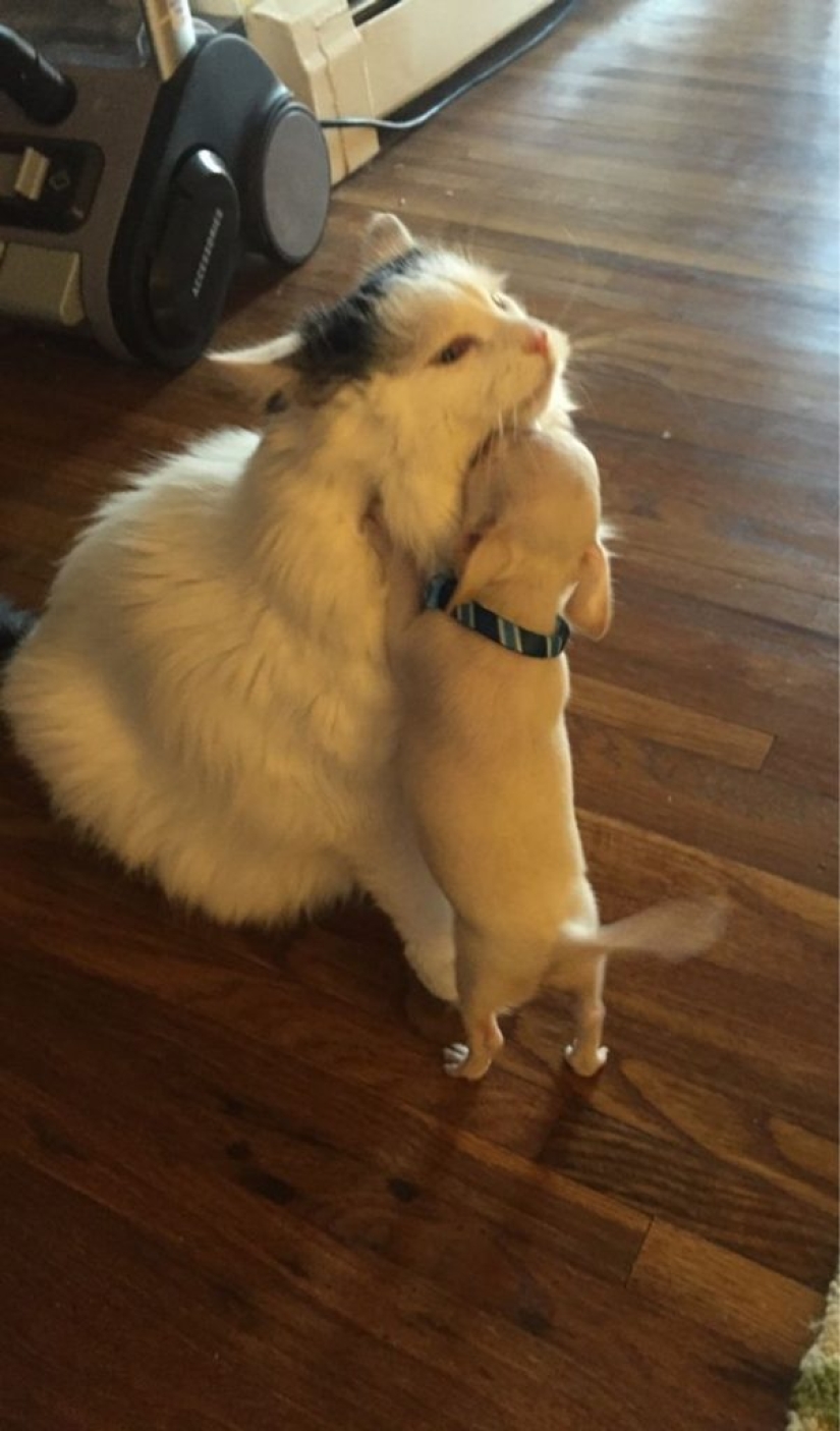 14 fotos divertidas de gatos y perros viviendo juntos 14 fotos divertidas de gatos y perros viviendo juntos