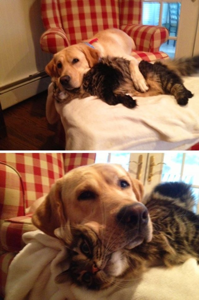 14 fotos divertidas de gatos y perros viviendo juntos 14 fotos divertidas de gatos y perros viviendo juntos
