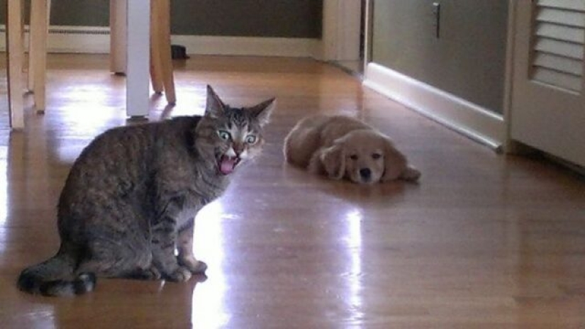 14 fotos divertidas de gatos y perros viviendo juntos 14 fotos divertidas de gatos y perros viviendo juntos