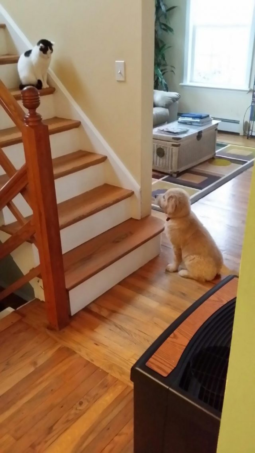 14 funny photos of cats and dogs living together 14 funny photos of cats and dogs living together