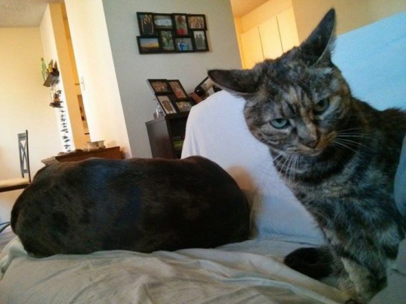 14 funny photos of cats and dogs living together 14 funny photos of cats and dogs living together