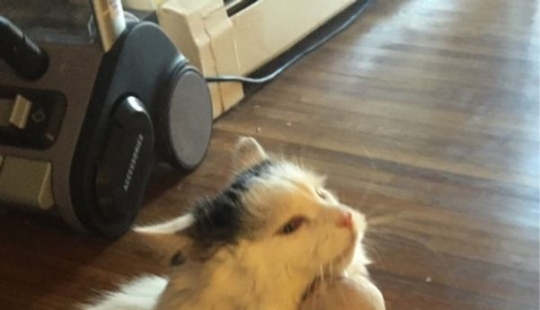 14 funny photos of cats and dogs living together