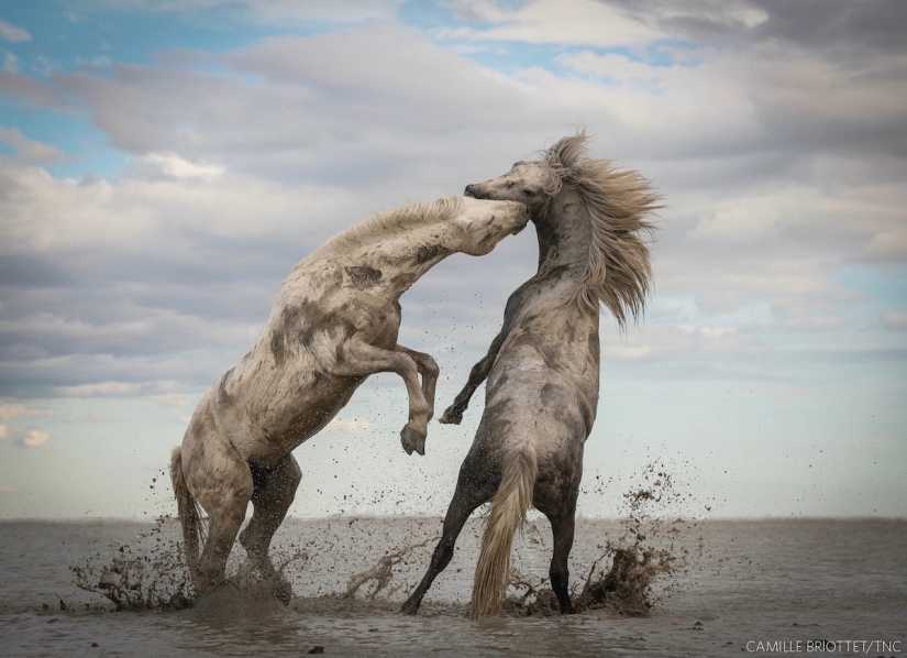 14 impresionantes imágenes de los ganadores del concurso Nature Conservancy 2018