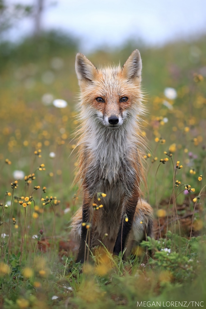 14 impresionantes imágenes de los ganadores del concurso Nature Conservancy 2018