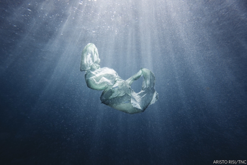 14 impresionantes imágenes de los ganadores del concurso Nature Conservancy 2018