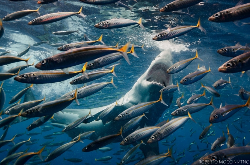 14 impresionantes imágenes de los ganadores del concurso Nature Conservancy 2018