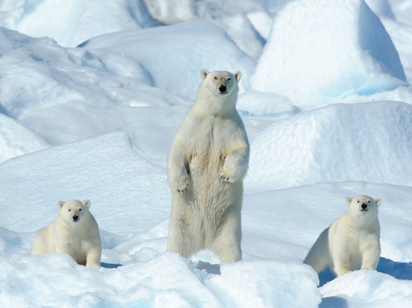 14 photos that will make you want to visit Greenland