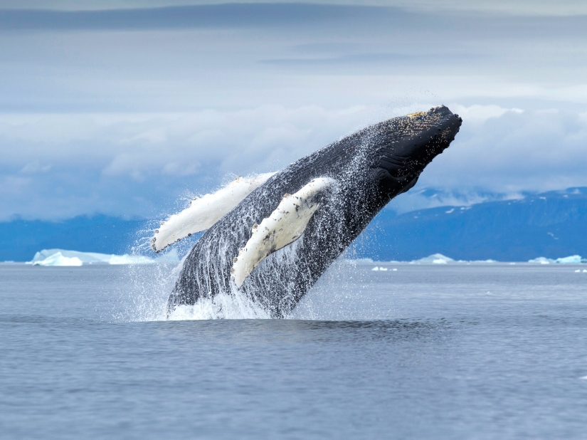 14 photos that will make you want to visit Greenland