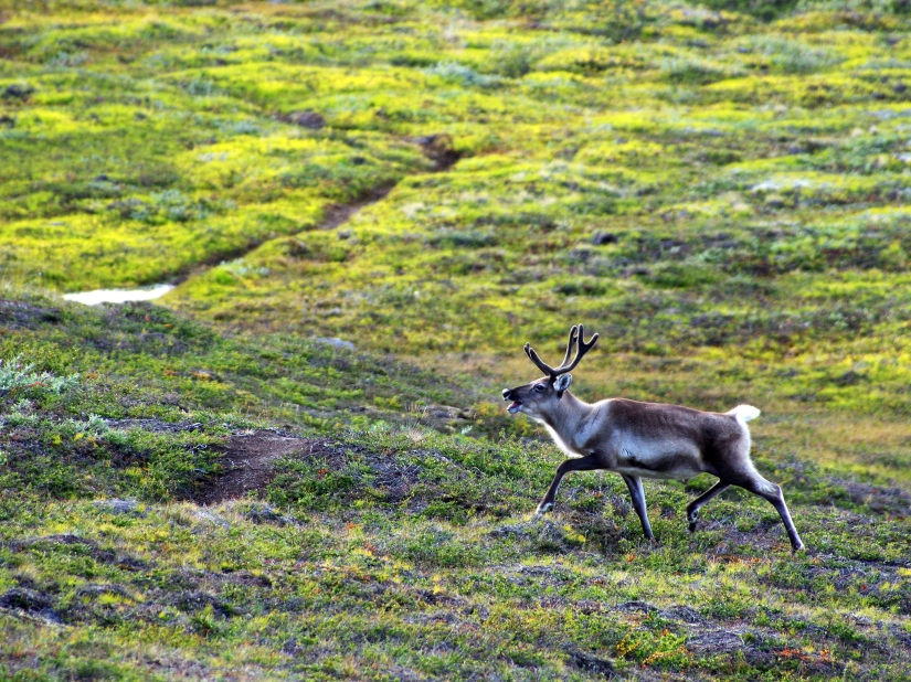 14 photos that will make you want to visit Greenland