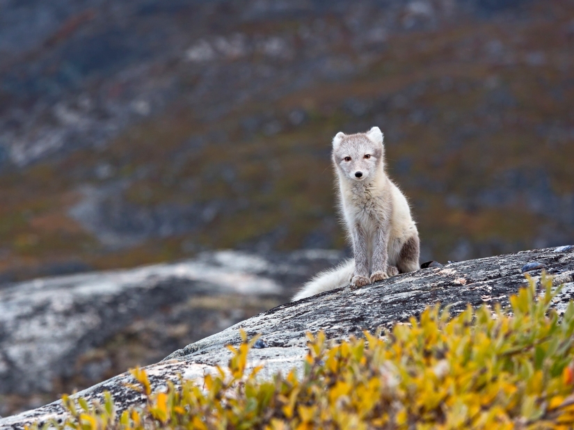 14 photos that will make you want to visit Greenland